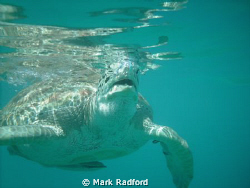 Green Turtles off Coast of Barbados by Mark Radford 